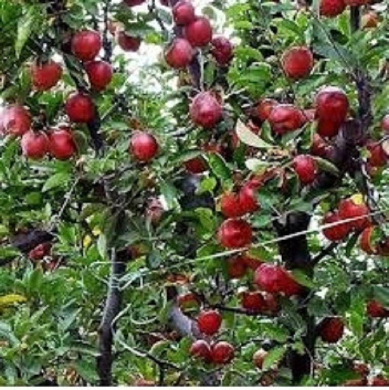 Kashmiri apples to be exported to Middle East