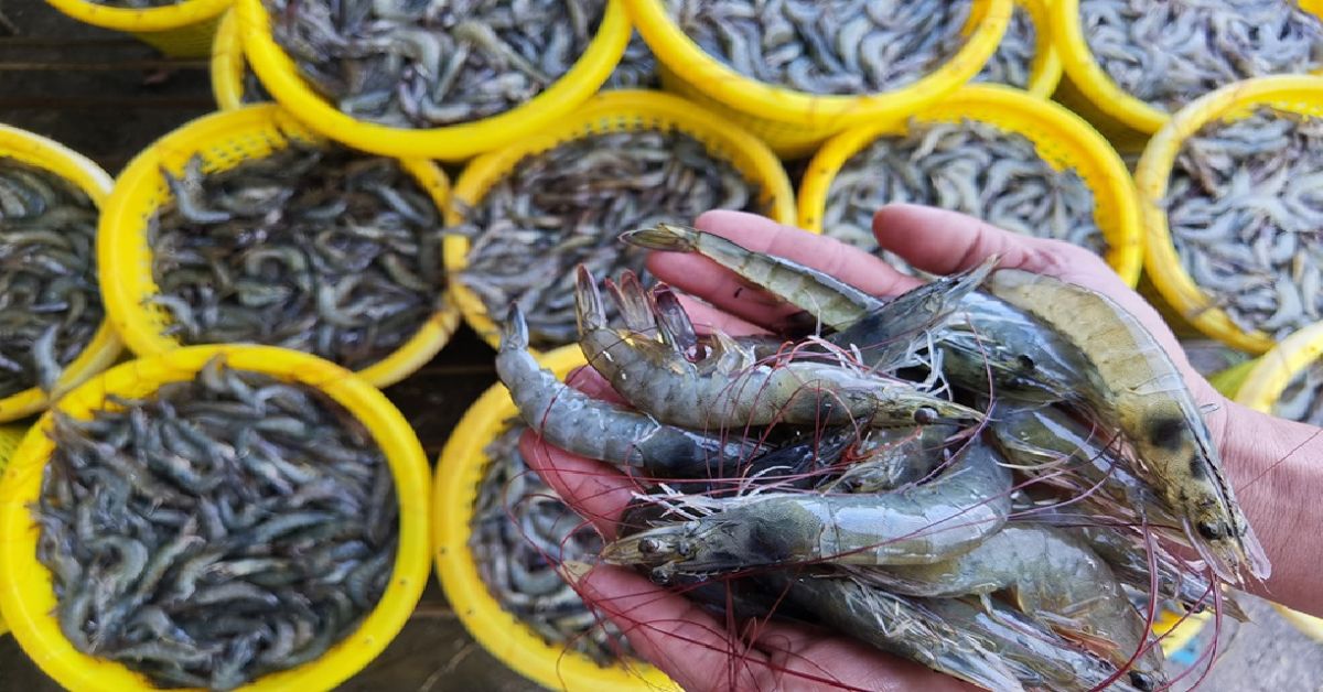 shrimp exports 