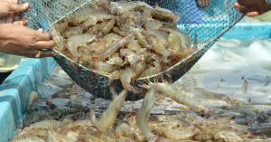 shrimp export