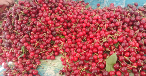 cherries