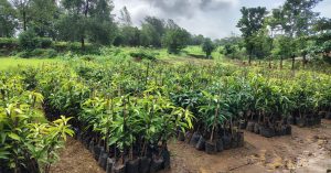 Allcargo Group plans 3 lakh plantations