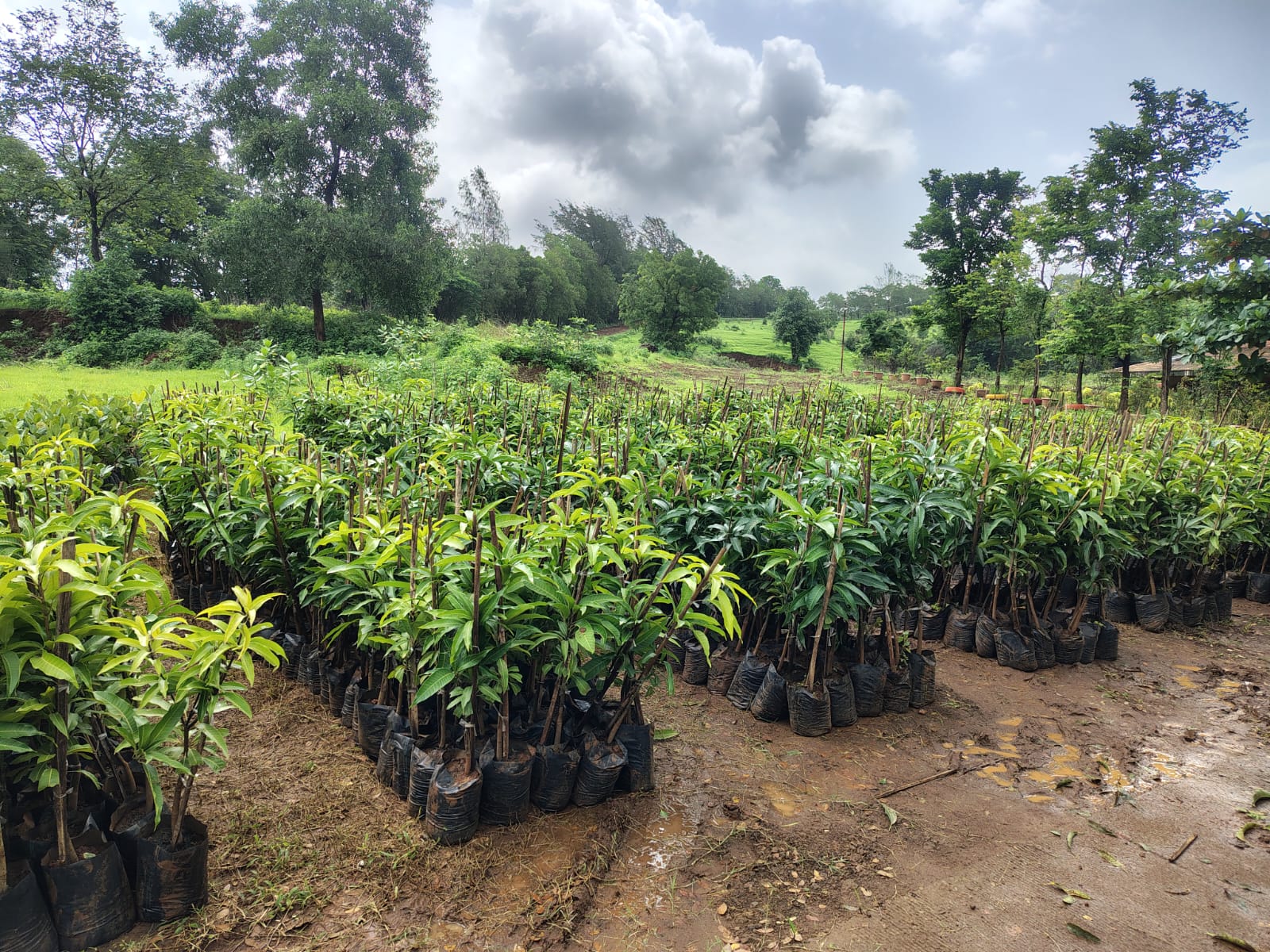 Allcargo Group plans 3 lakh plantations