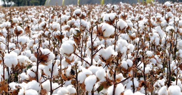 Duty-Free Cotton Imports