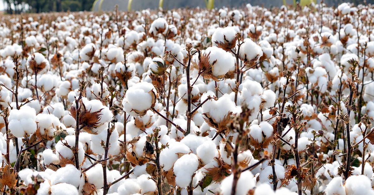 Duty-Free Cotton Imports